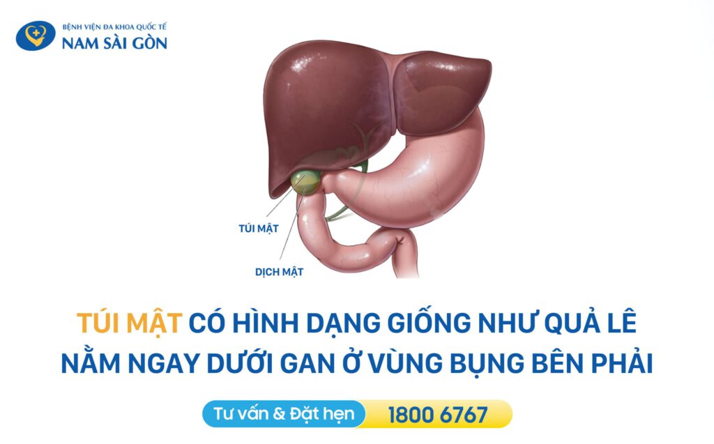 Tổng quan về túi mật: Vị trí và chức năng