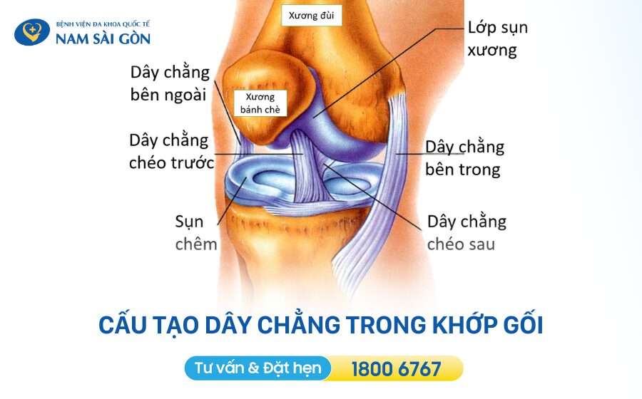 cau-tao-day-chang-khop-goi