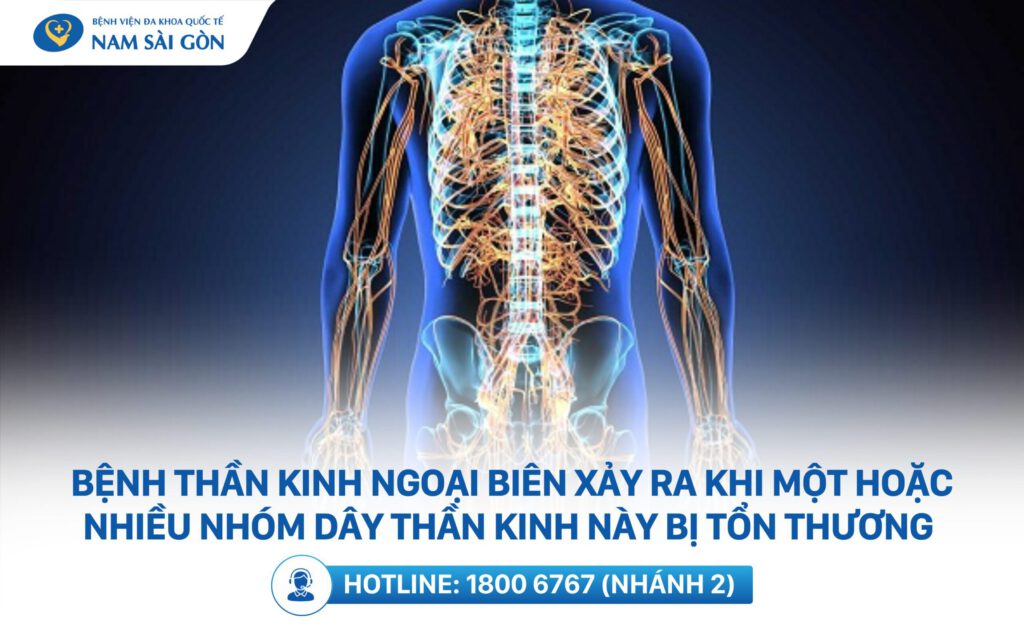 thần kinh ngoại biên là gì
