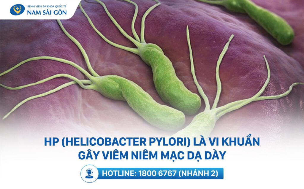 vi khuẩn hp là gì