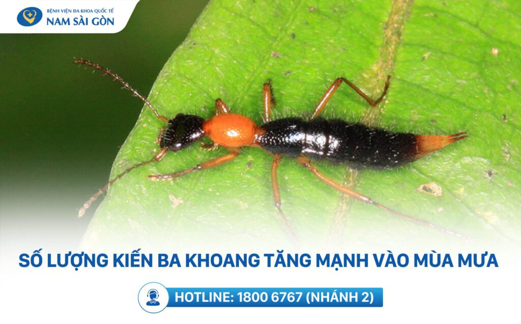 kien ba khoang