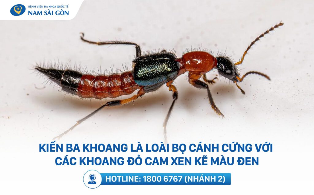 hình ảnh kiến ba khoang